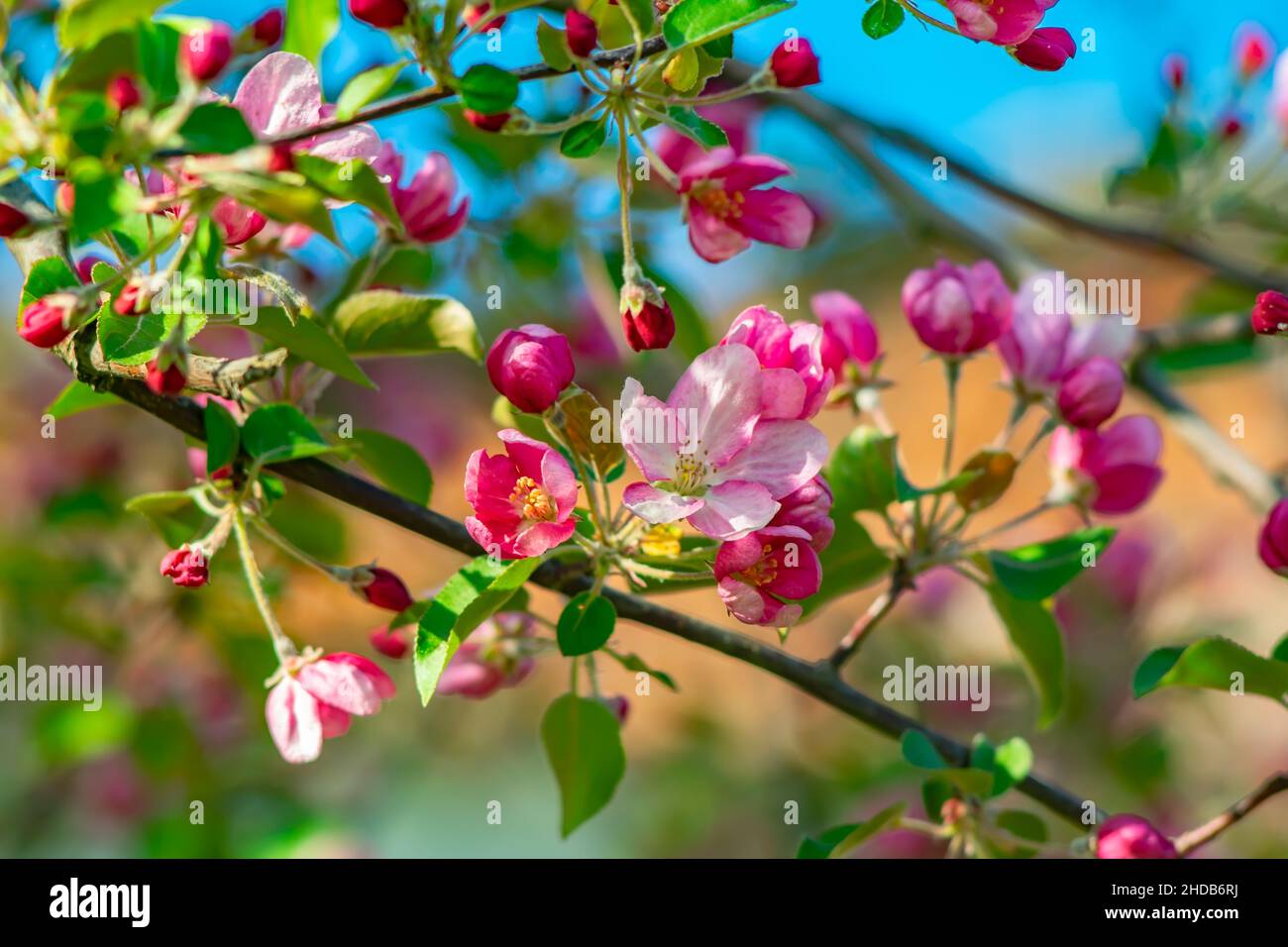 Scharlachrot, rosa, Frühlingsknospen von Baumblüten, Apfelbäumen, blühten auf Ästen Stockfoto