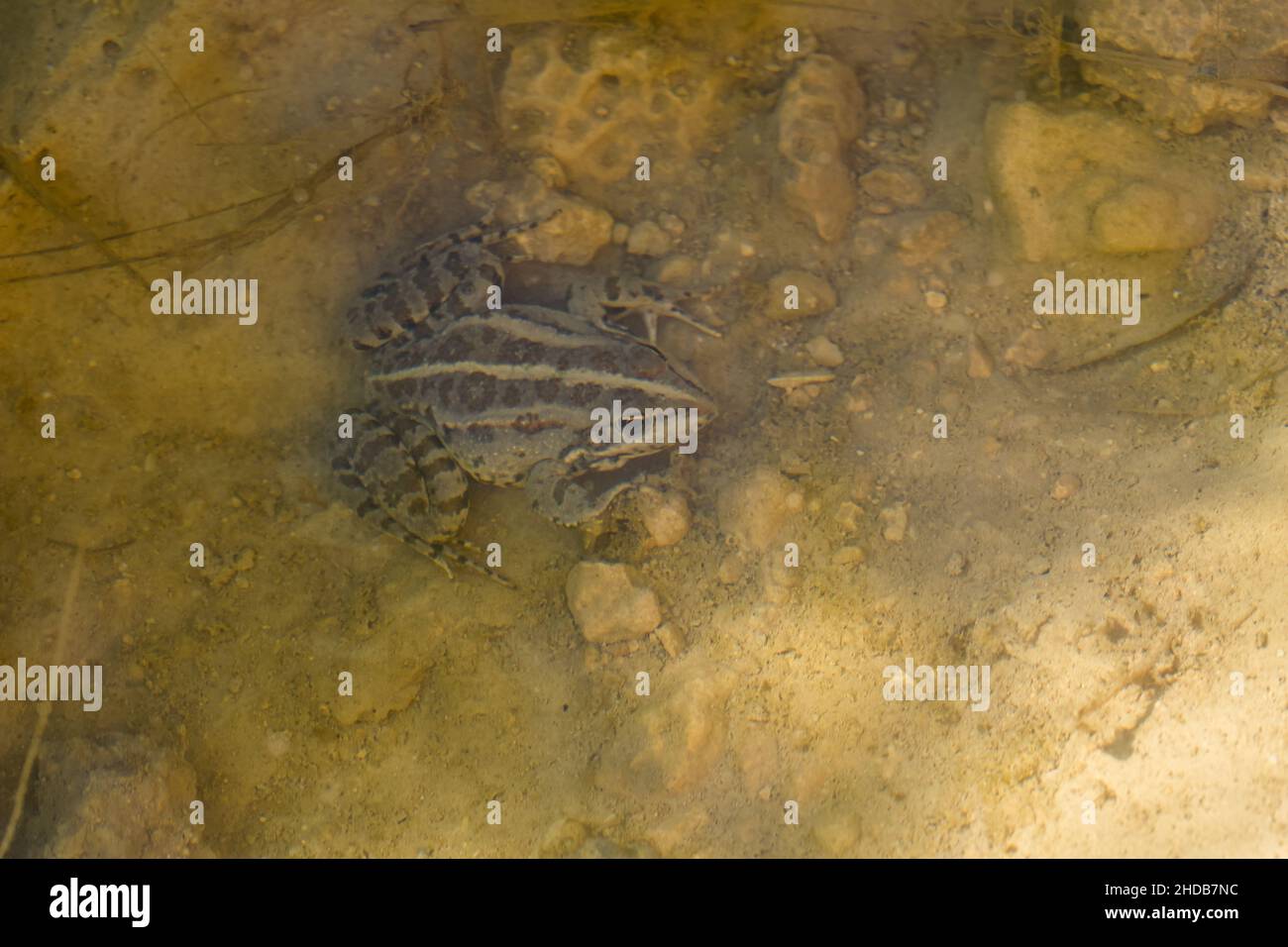 Levant Water Frog oder Bedriagas Frosch, Pelophylax bedriagae, ruht auf Schlamm in einem kleinen Süßwasserpool in Gozo, Malta. Fremde Arten auf den maltesischen Inseln. Stockfoto