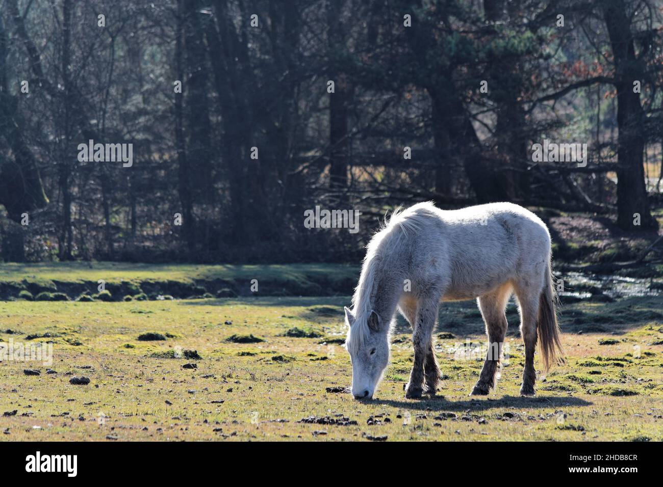 Ein Pony ernährt sich vom Gras im New Forest, Großbritannien. Stockfoto