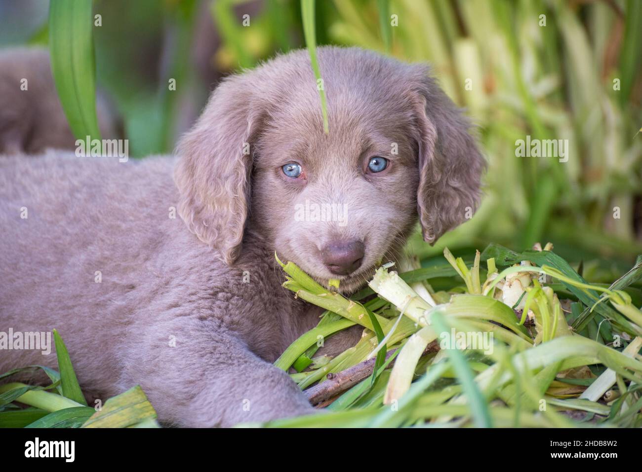 Porträt eines langhaarigen Weimaraner-Welpen, der auf der grünen Wiese  liegt. Der kleine Hund hat graues Fell und leuchtend blaue Augen.  Ahnentafel langhaarige Weimarane Stockfotografie - Alamy