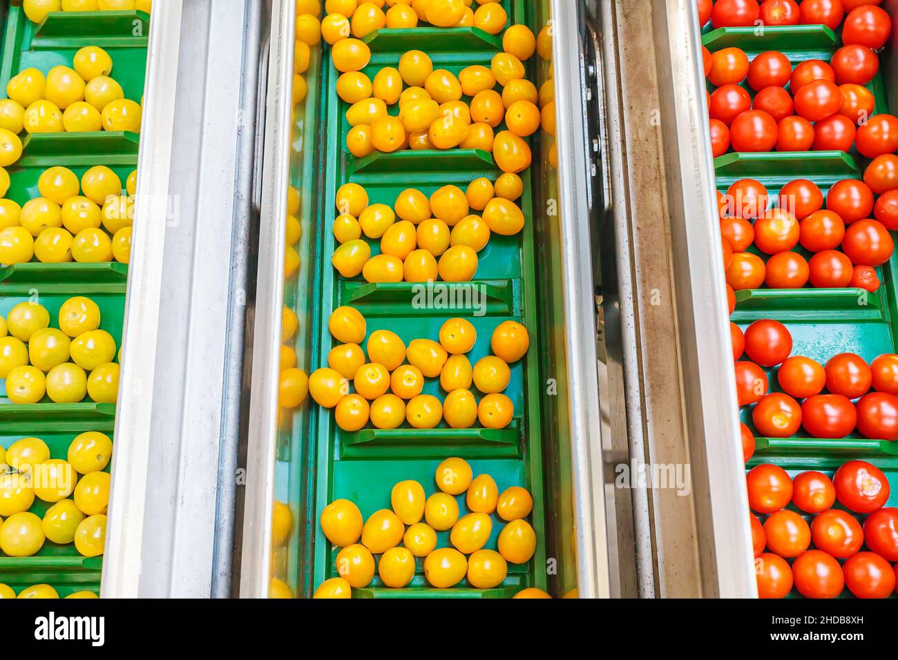 Frische kleine Tomaten auf einem grünen Förderband in einem holländischen Gewächshaus, bereit für die weitere Verarbeitung Stockfoto