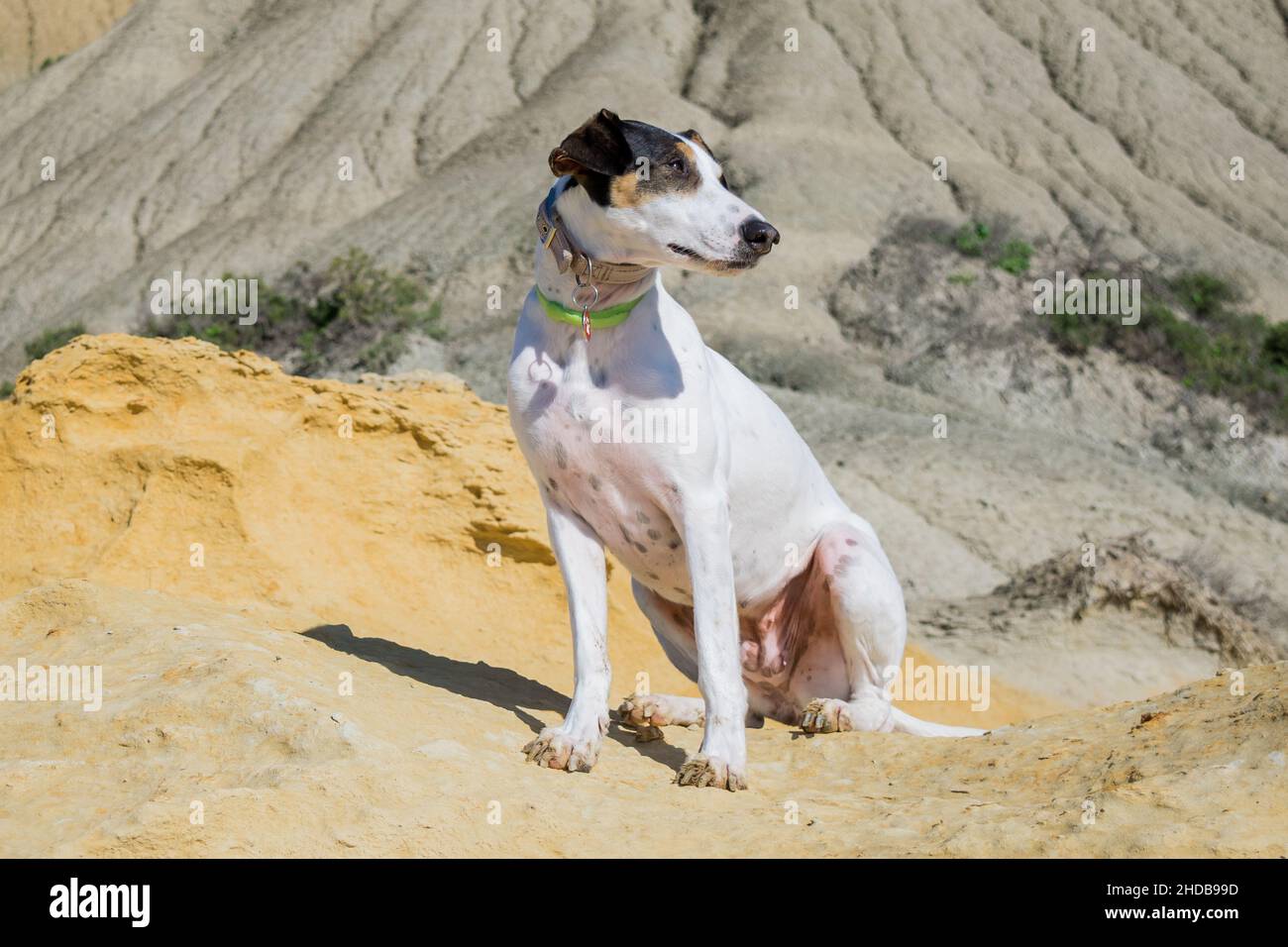 Ein Fuchs Terrier und Zeiger Cross-Mix Rasse Hund, mit Hasel Augen, in der Nähe von blauen Tonabhänge und Kalkstein. Stockfoto