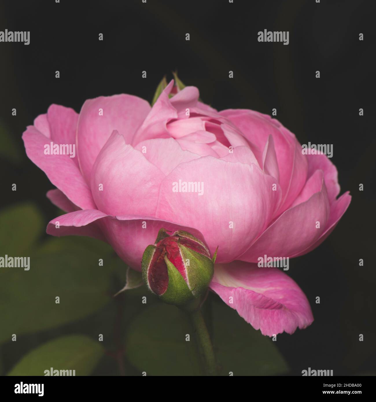 Ziemlich blassrosa Rosenkopf und Knospe vor dunklem Hintergrund Stockfoto