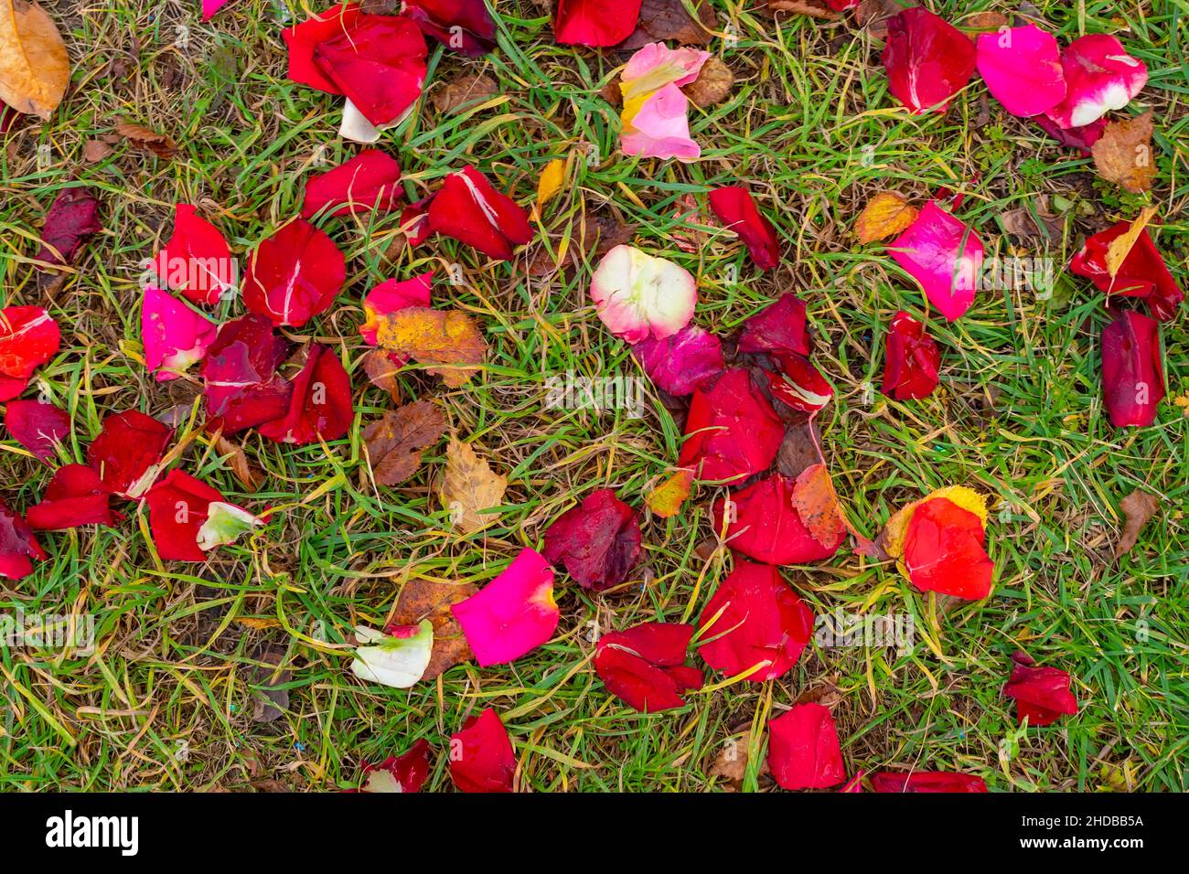 Leuchtend saftige, satte, flache Sicht von oben auf den Boden mit verstreuten Rosenblättern auf einem Hintergrund von grünem, trockenem Herbstgras Stockfoto