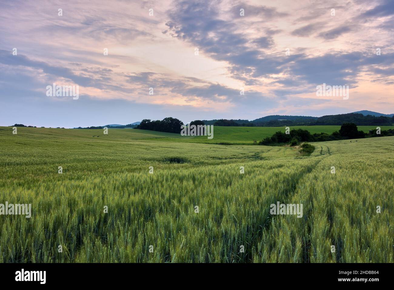 Frühling ländliche Landschaft mit einem Feld im Vordergrund. Weizenohren. Dramatischer Himmel mit Wolken in Pastellfarben. Am frühen Abend. Chocholna, Slowakei. Stockfoto