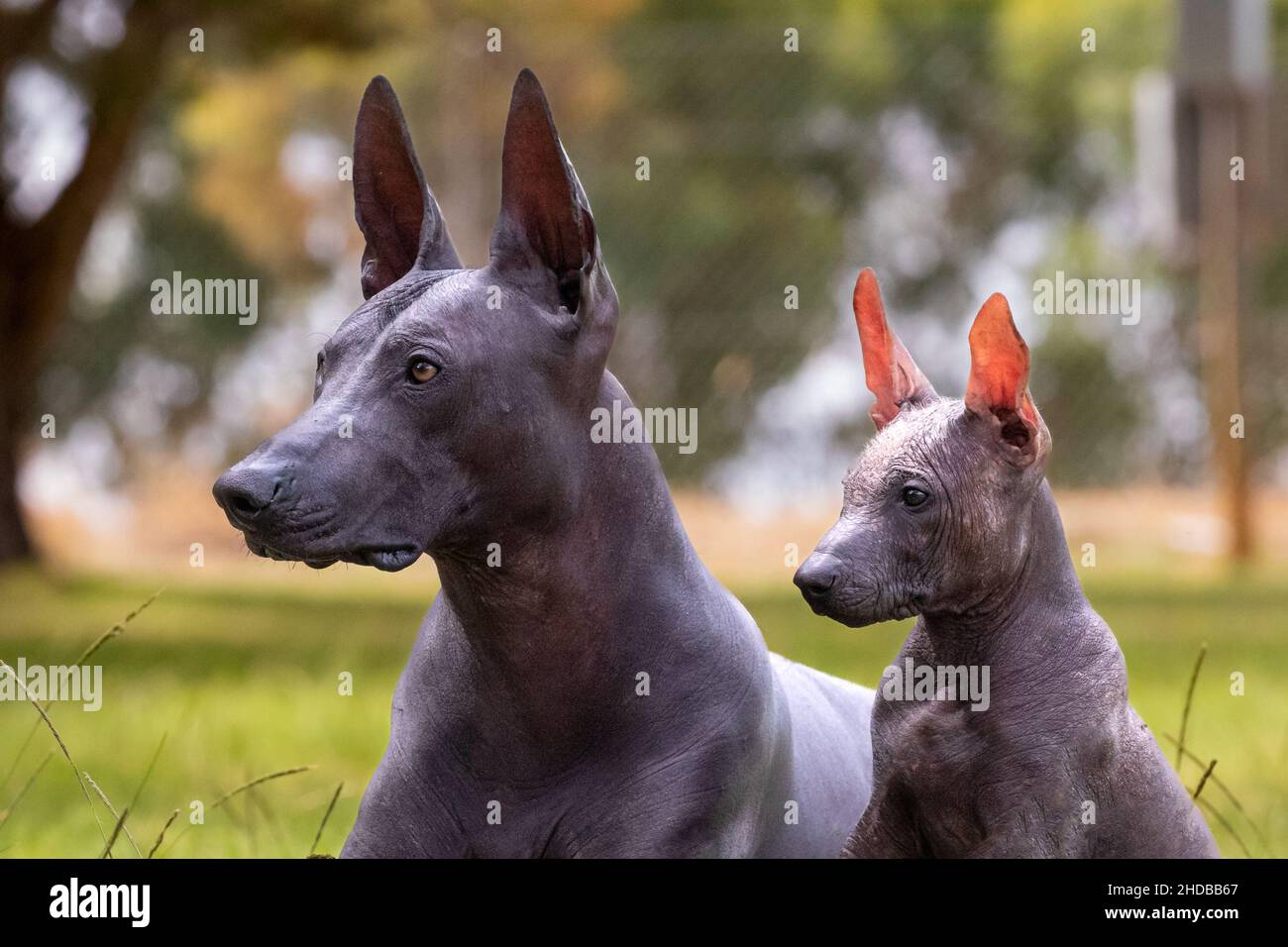 Xoloitzcuintli Mutter und haarloser Welpe Nahaufnahme. Stockfoto