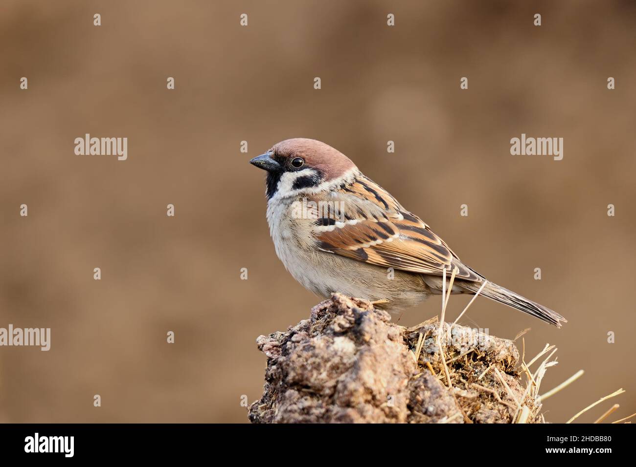 Eurasischer Baumsperling auf der Suche nach Nahrung auf dem Feld. Seitenansicht, Nahaufnahme. Unscharfer heller Hintergrund, Kopierbereich. Gattungsart Passer montanus. Stockfoto