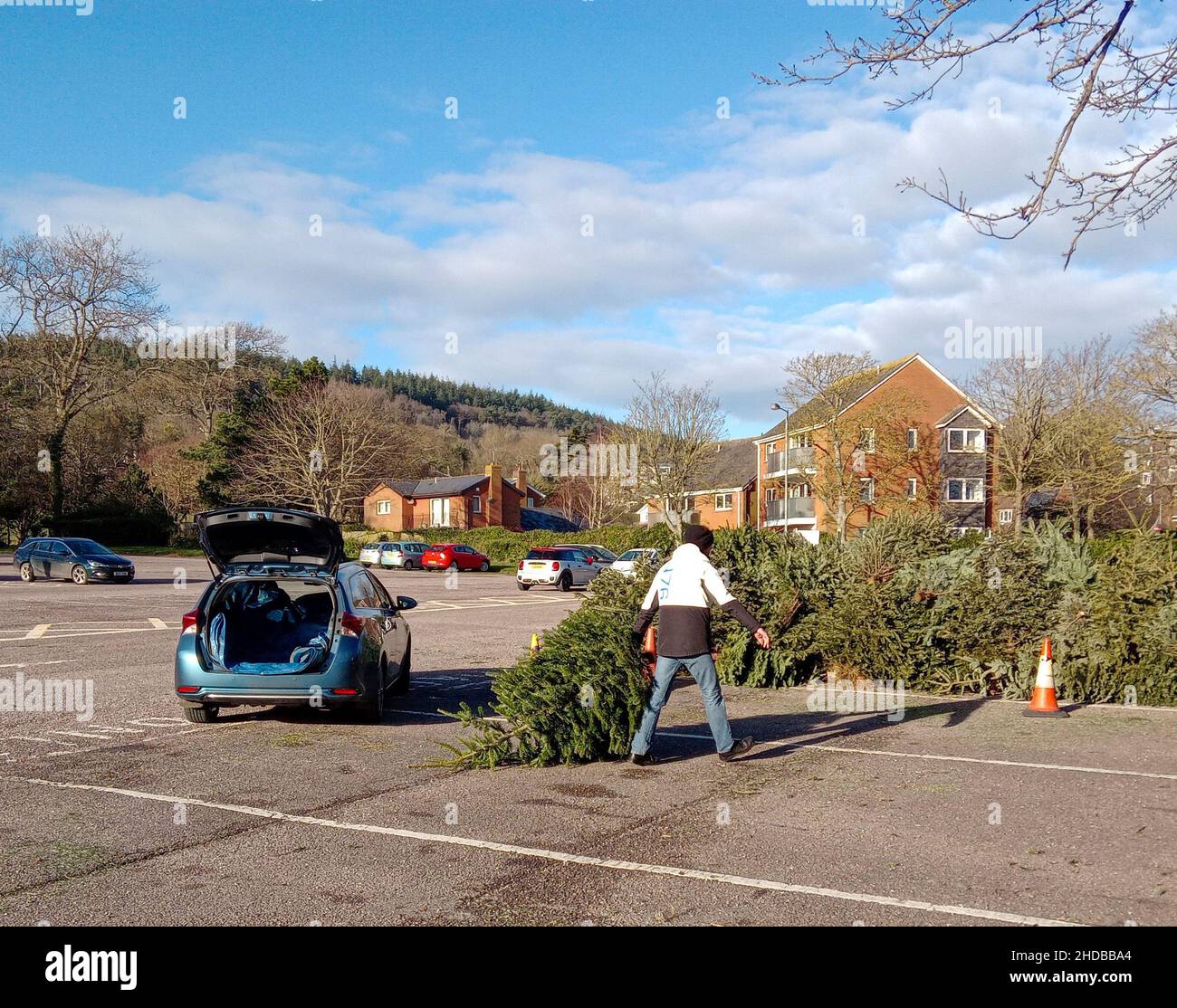Sidmouth, Devon, 5th. Januar 2022 Zwölfte Nacht, und wenn die Weihnachtsbäume fallen, werden sie zum Recycling in einem Parkplatz in der Nähe der Strandpromenade in Sidmouth, Devon, gebracht. Kredit: Photo Central/Alamy Live Nachrichten Stockfoto