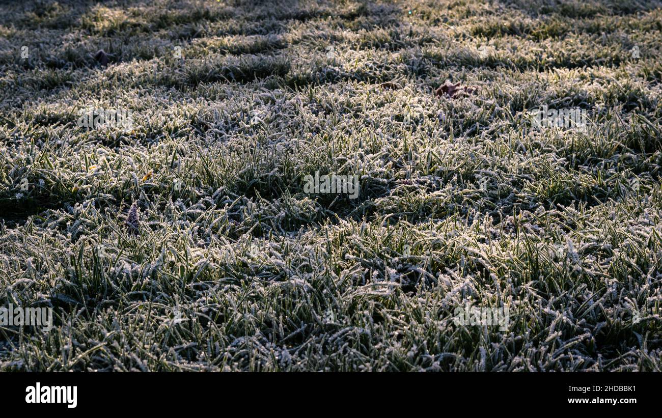 Hintergrundbild von frostbedecktem Gras in der Sonne an einem kalten Wintermorgen Stockfoto