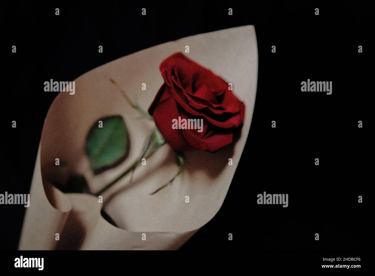Nahaufnahme einer eingehüllten roten Rose Stockfoto