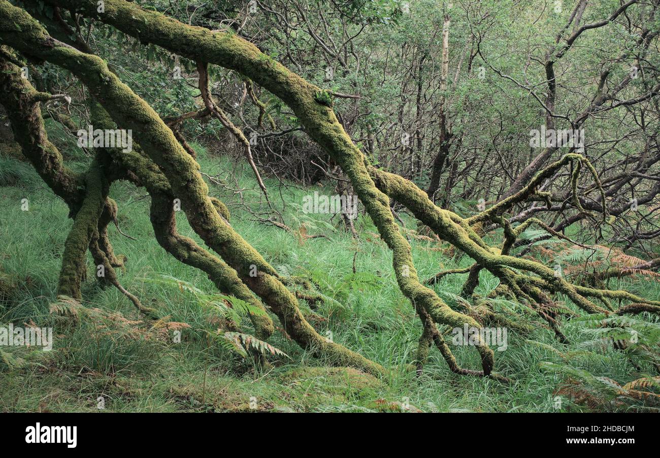 Eine Idylle. Ariundle Oakwoods, etwas außerhalb von Strontian, sind ein verbleibendes Fragment eines alten Eichenholzes, der sich einst von Portugal bis nach N erstreckte Stockfoto