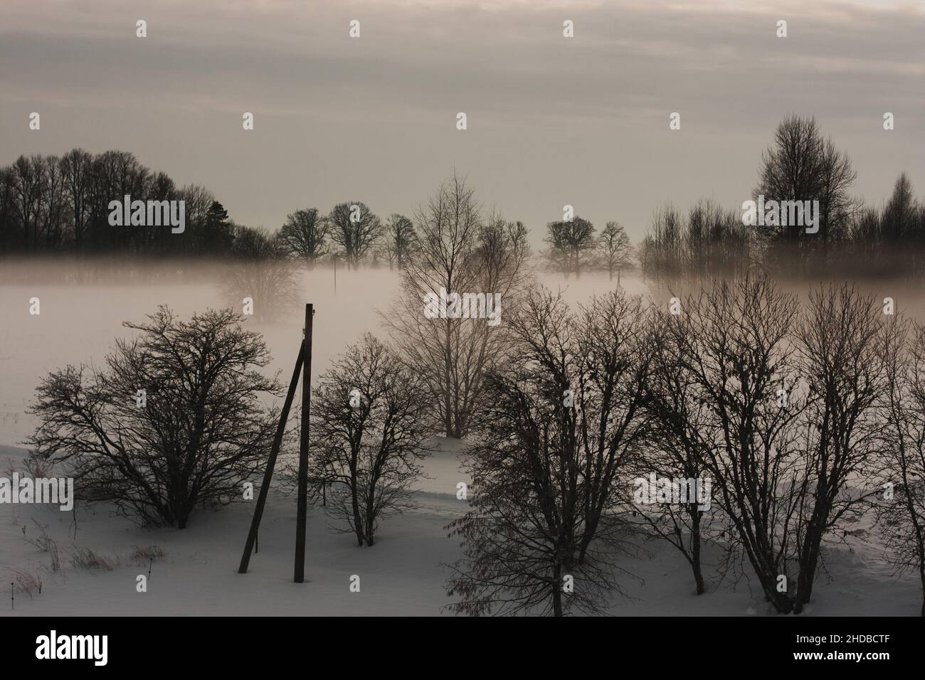 Neblige Winterlandschaft mit Baumsilhouetten und hölzernen Strommasten. Stockfoto