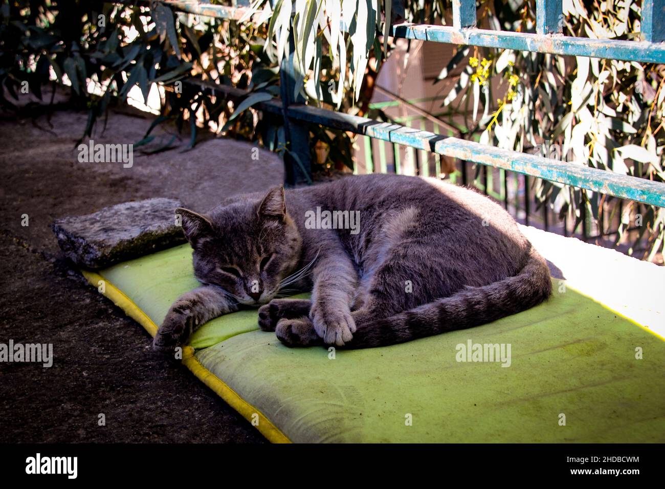 Schöne Katze liegt im Schatten. Tierporträt, Stadt, Nahaufnahme, Tierwelt, Komfort. Stockfoto
