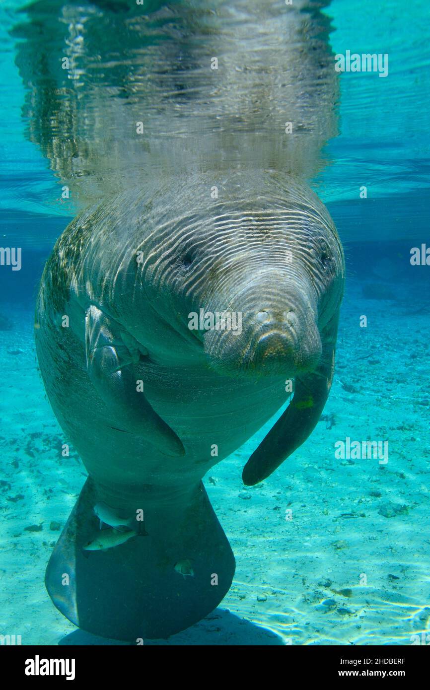 Seekühe heißen Quellen Crystal River, Trichechus, Florida USA Stockfoto