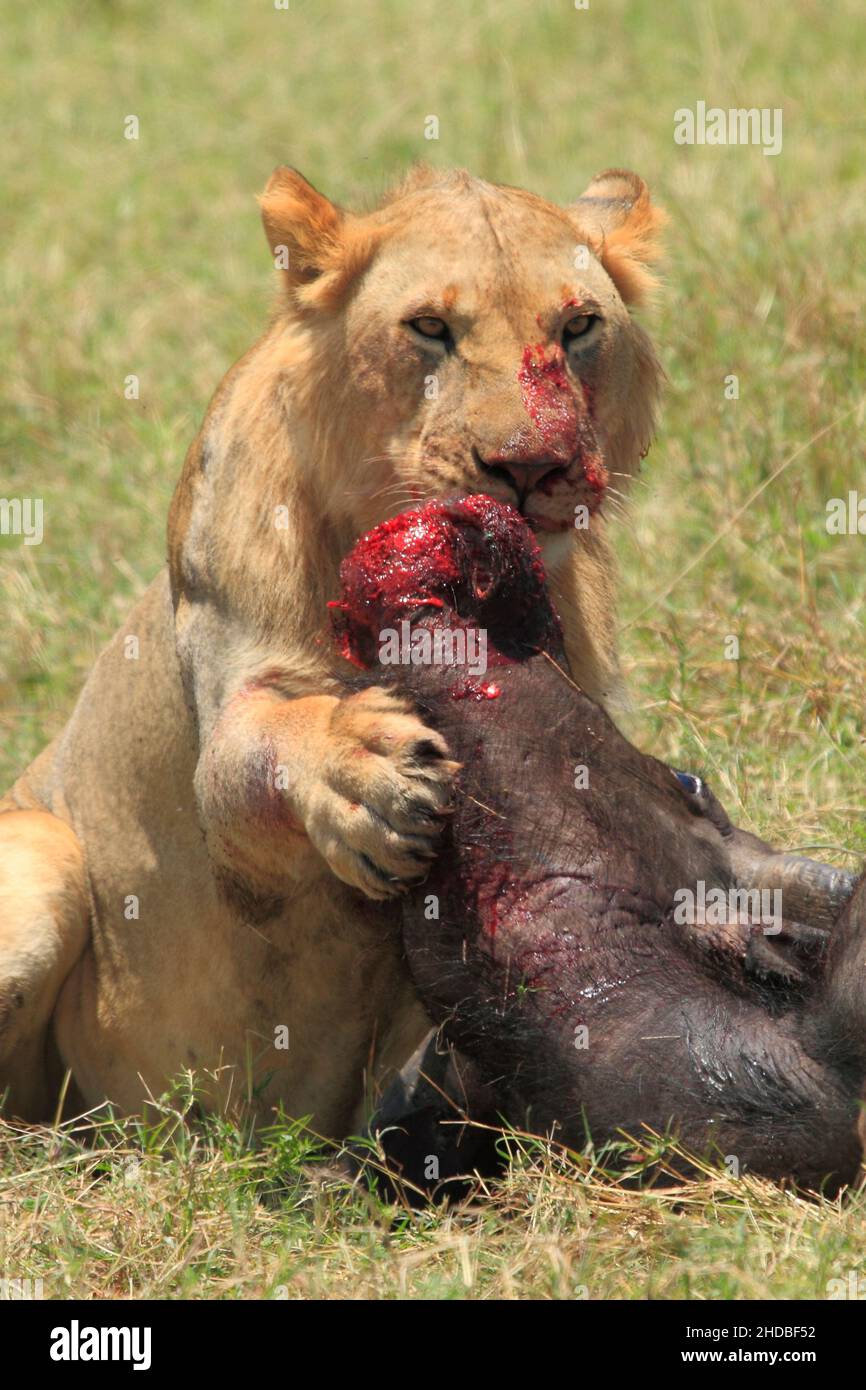 Lion Kill a Buffalo, Kuss der Toten, Kenia Stockfoto