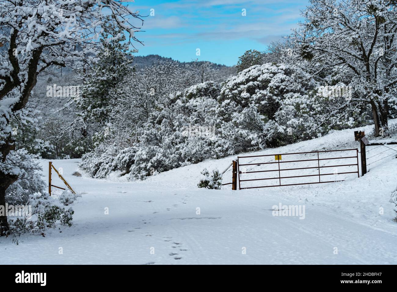 Viehwache im Schnee. Oregon, Ashland, Cascade Siskiyou National Monument, Winter Stockfoto