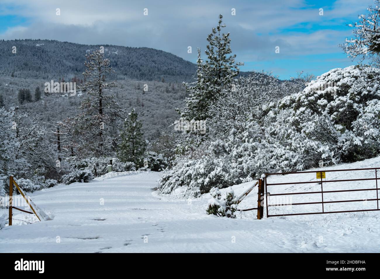 Viehwache im Schnee. Oregon, Ashland, Cascade Siskiyou National Monument, Winter Stockfoto