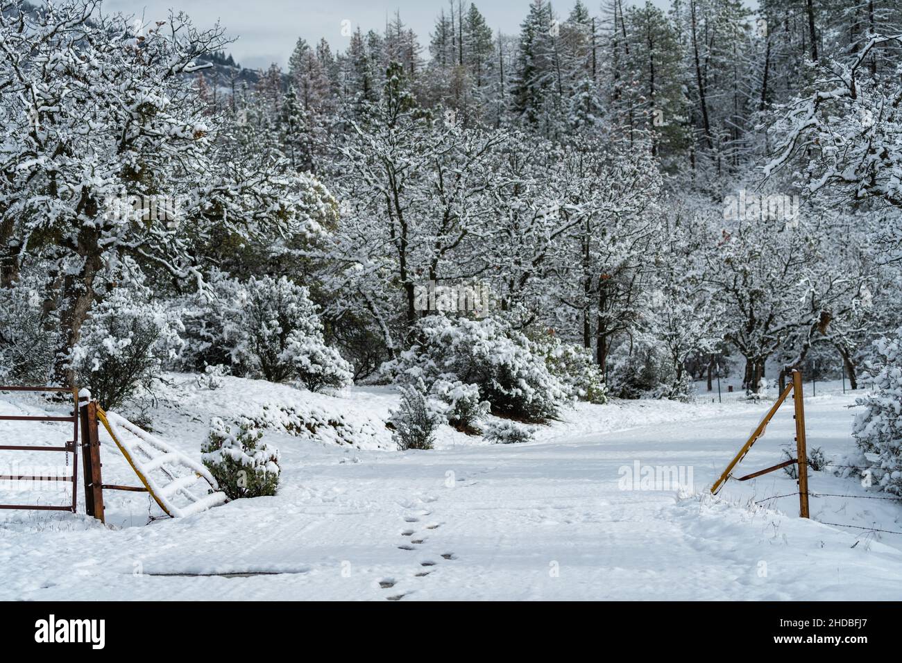 Viehwache im Schnee. Oregon, Ashland, Cascade Siskiyou National Monument, Winter Stockfoto