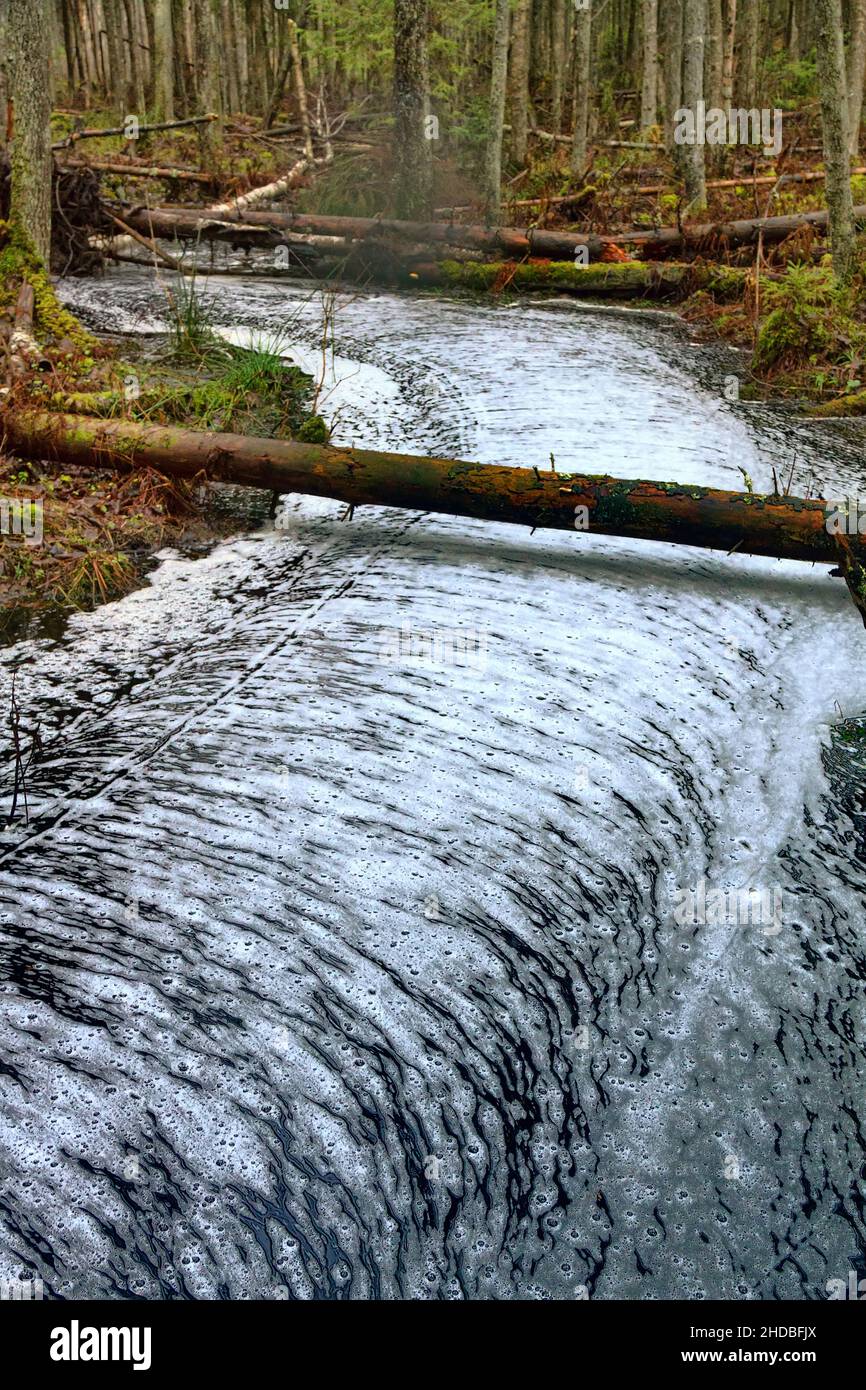Waldwunder. Der ruhige Waldbach ist mit einem gerippten Kreuzmuster aus Schaum bedeckt, Wasserstraße wie eine weiße Straße. Northland Urwald, Bosom Stockfoto