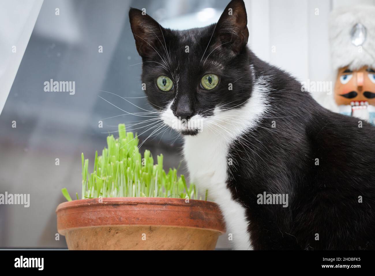 Eine Katze, die keimende Gerste (Katzengras) isst. Ein Nahrungsergänzungsmittel für Katzen. Stockfoto