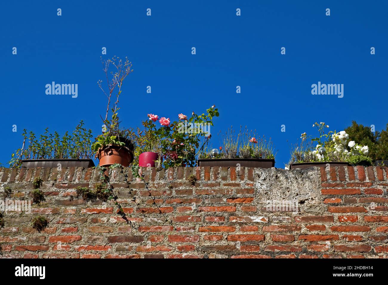 Ulm, Deutschland: Idyllisch geschmückte Wand mit Topfblumen am Zundeltor Stockfoto