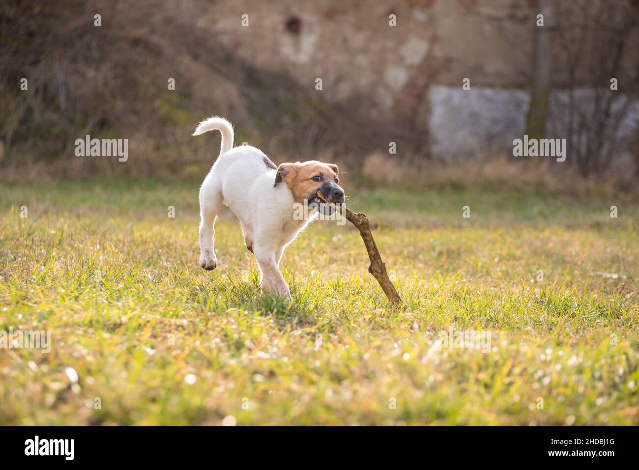 Kleiner Welpe, der mit einem Stock im Park auf der grünen Wiese spielt. Der kleine Hund hat ein weiß-braunes meliertes Fell. Stockfoto