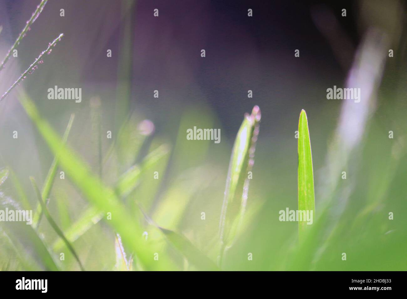 Nahaufnahme von Details der Natur, die normalerweise in unserem täglichen Leben unbemerkt bleiben. Die perfekten Schönheiten, die subtilen Details der Natur. Stockfoto