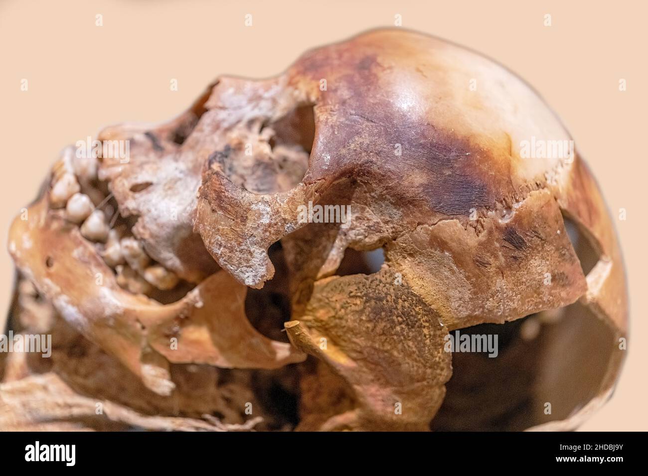 Totenkopf von Nakht ein junger Arbeiter aus dem alten Ägypten. Antike Objekte der ägyptischen Kultur im Royal Ontario Museum (ROM) am 5. Januar 2022 Stockfoto