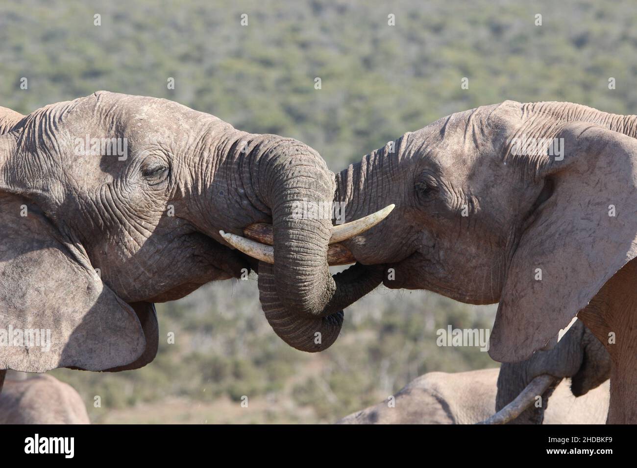 Afrikanischer Elefant, Addo Elephant National Park, Südafrika Stockfoto