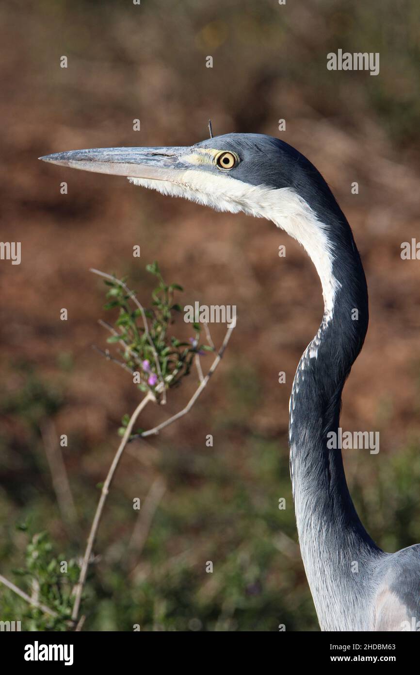 Black-headed Heron Stockfoto