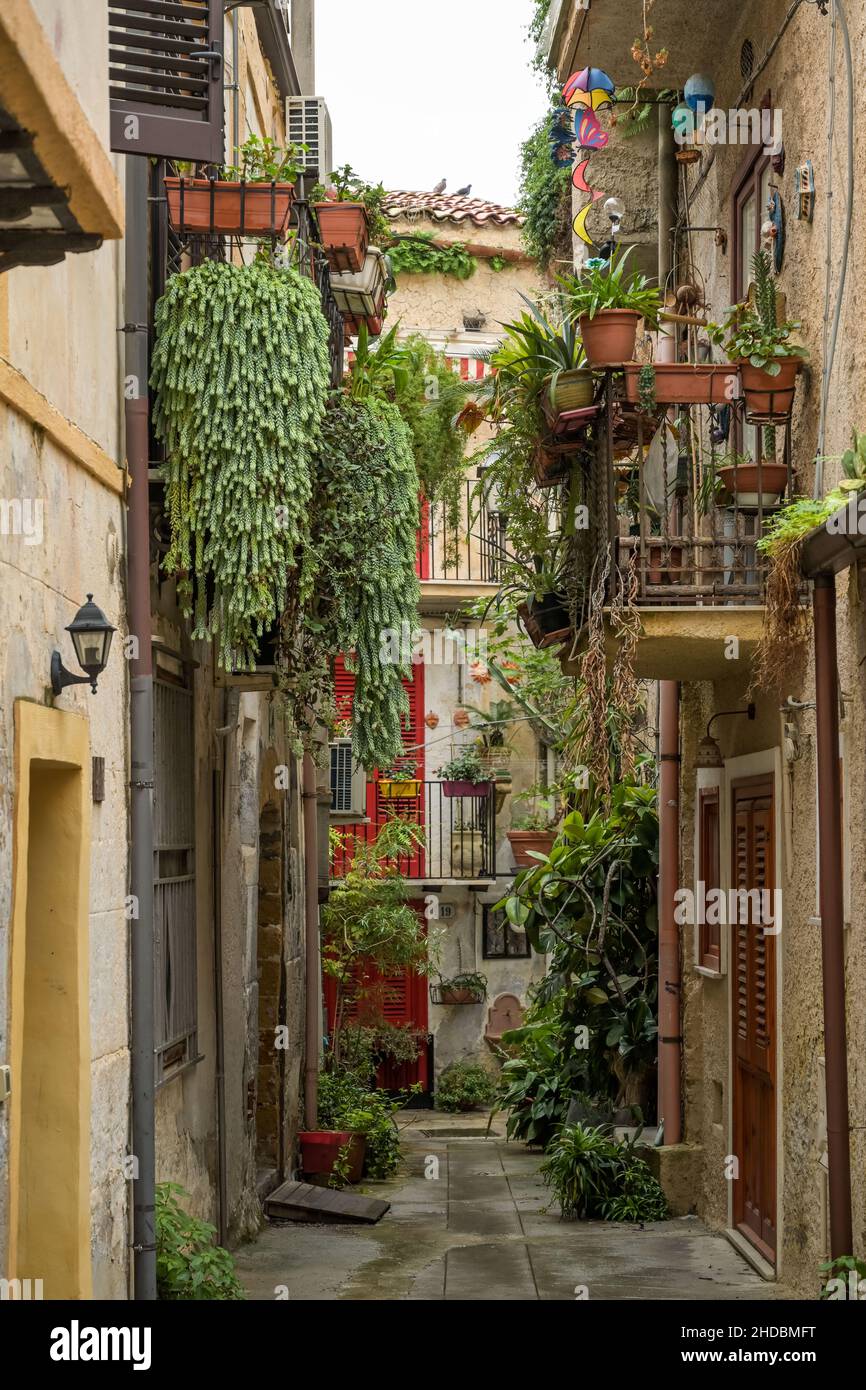 Altstadtgasse, Pflanzen, Monreale, Sizilien, Italien Stockfoto