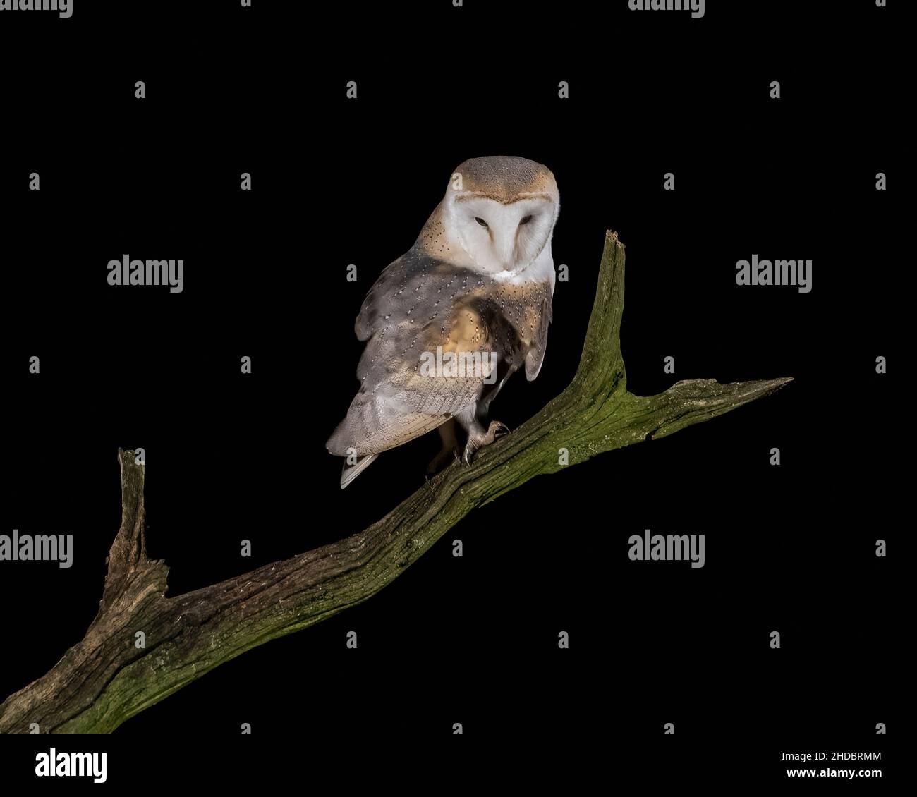 Britische Western Barn Owl auf einem toten Baum mit einer Maus Stockfoto