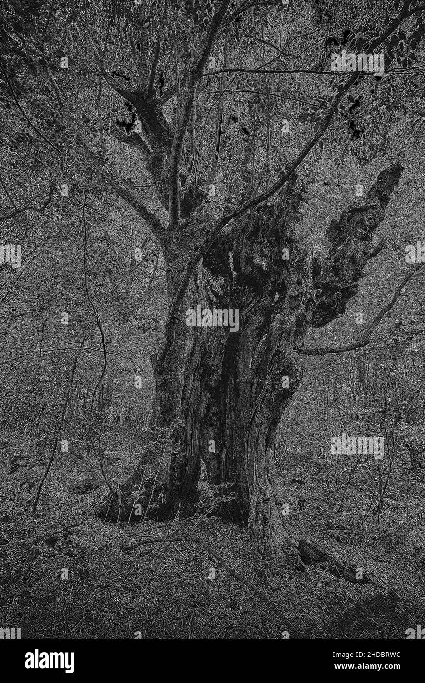 In einem Baum verkleidete Waldkreatur. Stockfoto