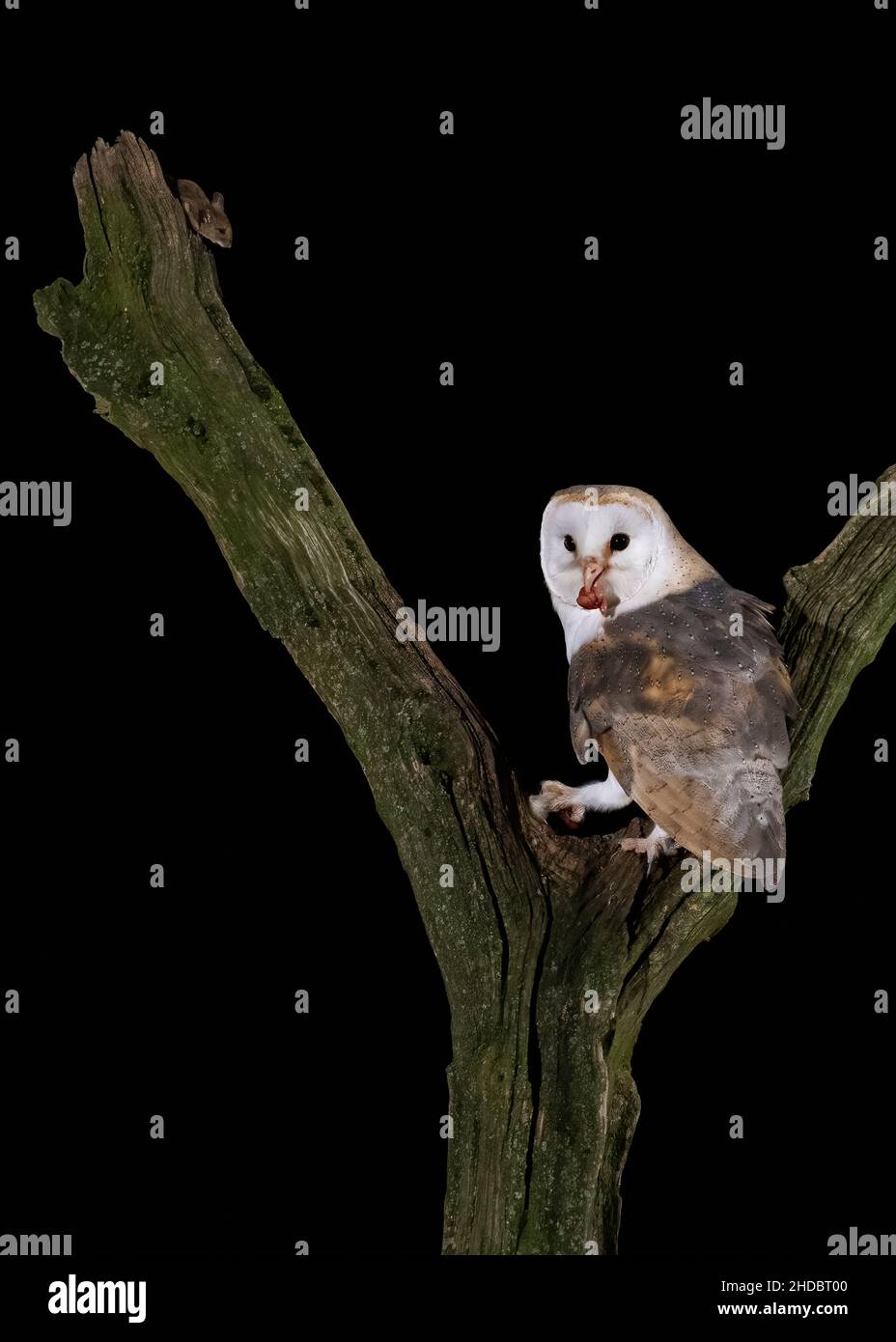 Britische Western Barn Owl auf einem toten Baum mit einer Maus Stockfoto