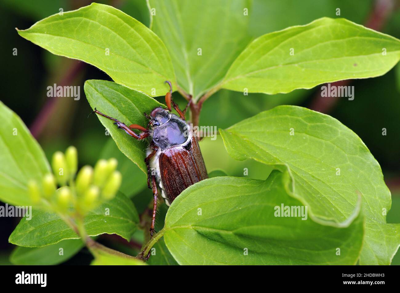 Maikaefer, (Melolontha melolonha), Kaiserstuhl, Deutschland, Stockfoto