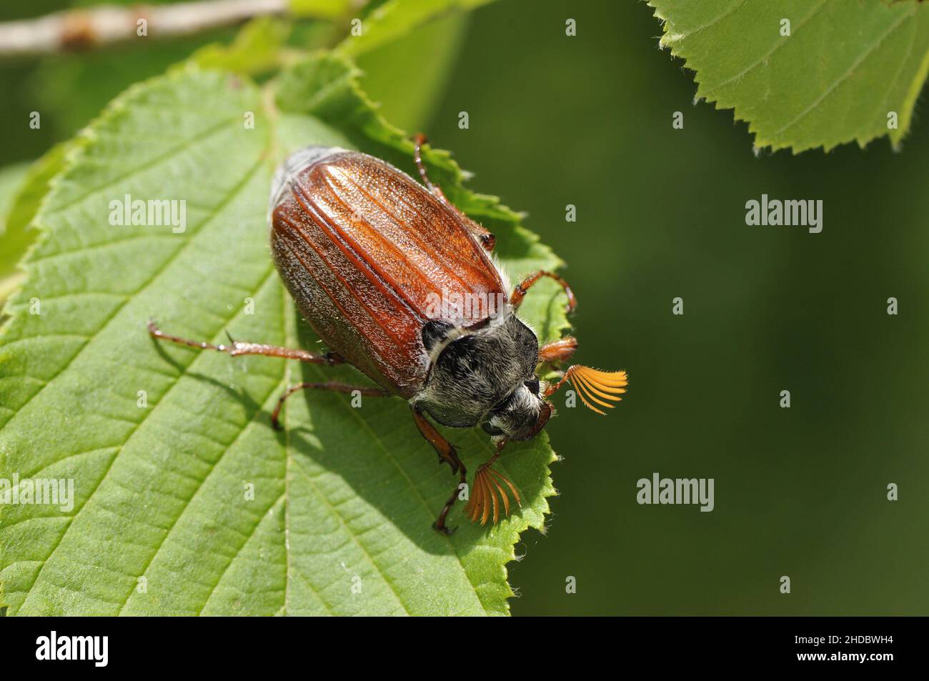 Maikaefer, (Melolontha melolonha), Kaiserstuhl, Deutschland, Stockfoto