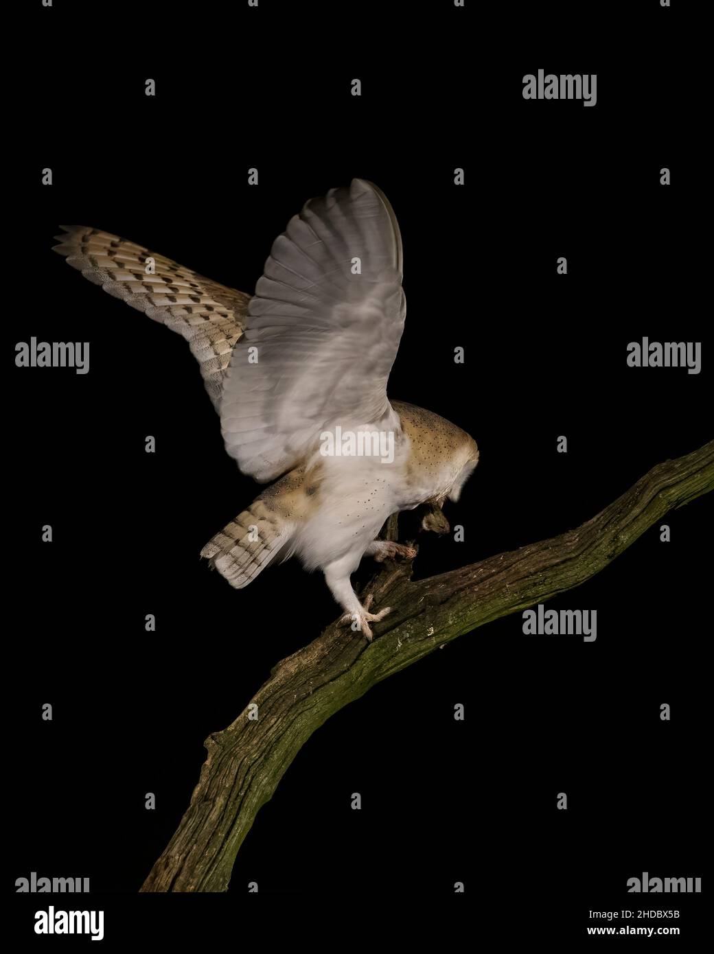 Britische Western Barn Owl auf einem toten Baum mit einer Maus Stockfoto