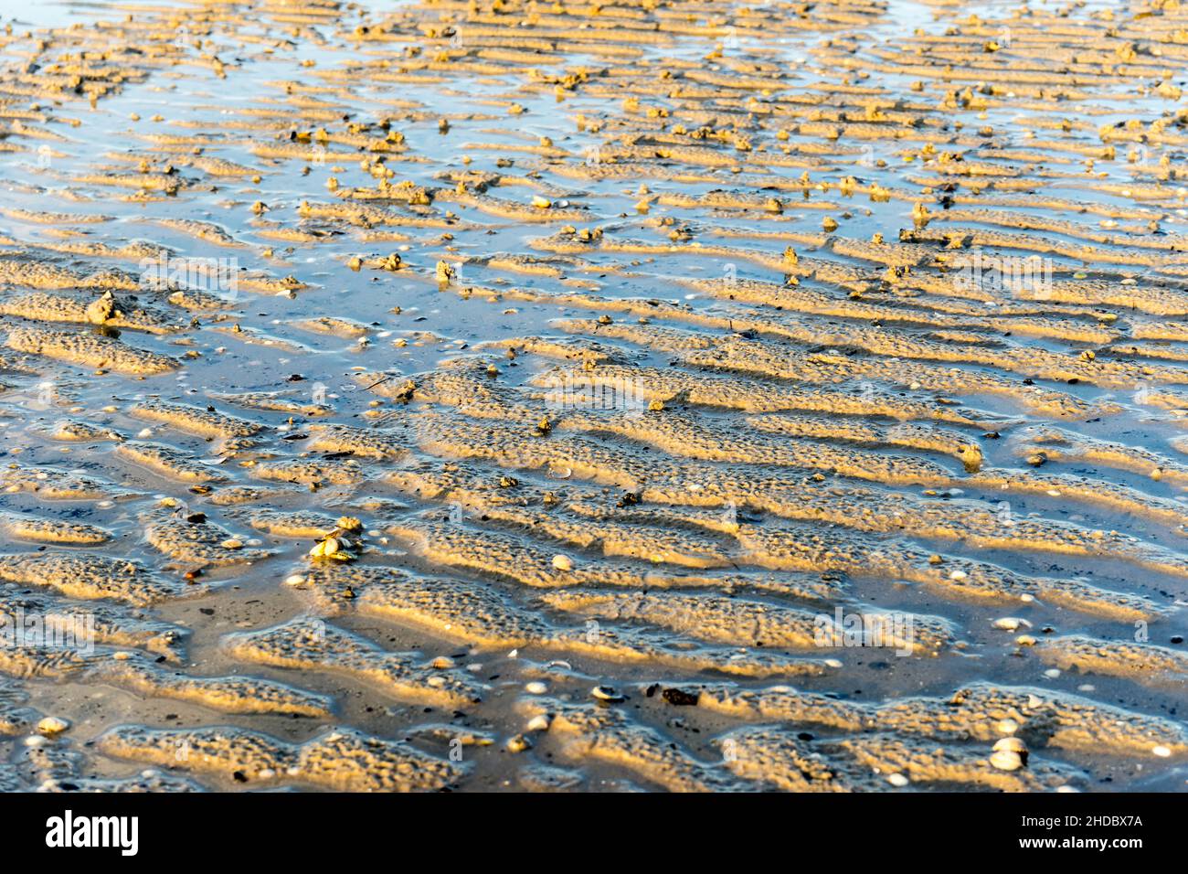 Rippen im Watt, Riffelmarken, Schilig, Stockfoto