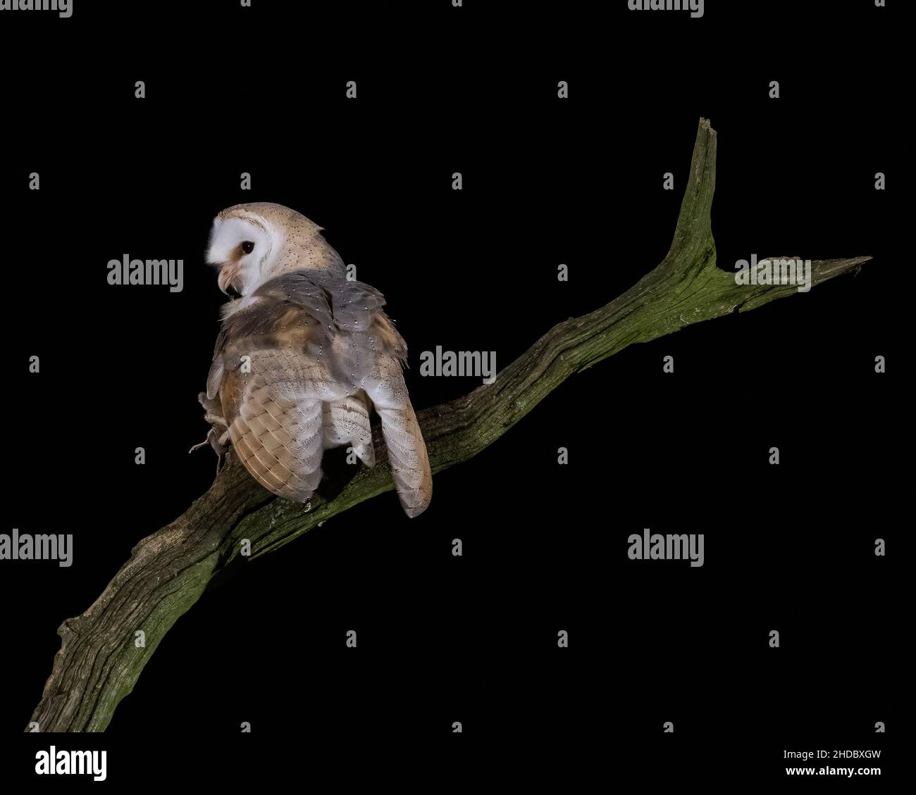 Britische Western Barn Owl auf einem toten Baum mit einer Maus Stockfoto