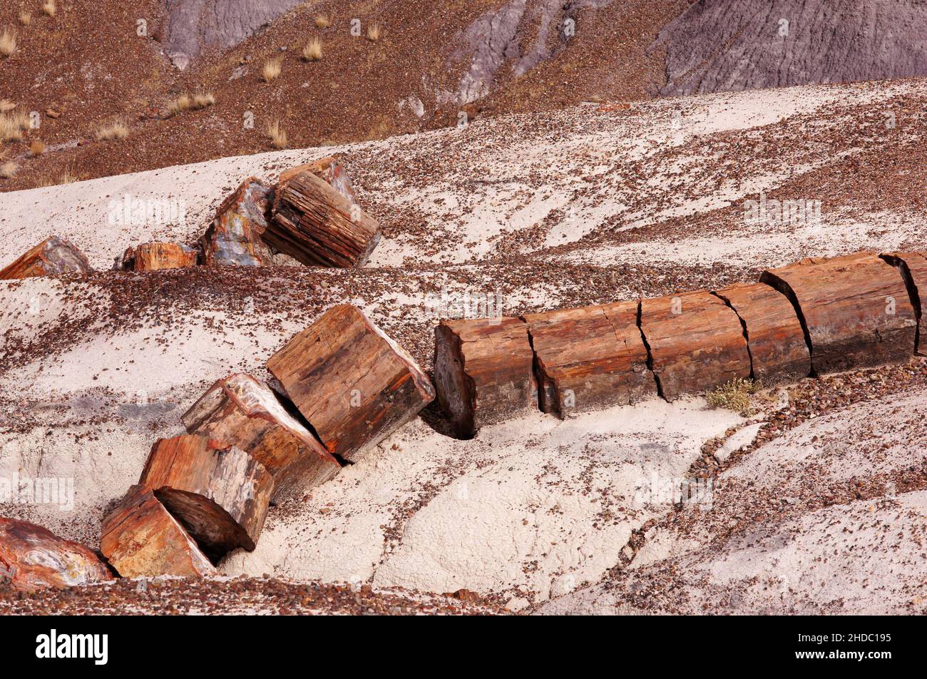 Petrified Forest National Park ist ein Nationalpark der Vereinigten Staaten in Navajo und Apache County im nordöstlichen Arizona. Stockfoto