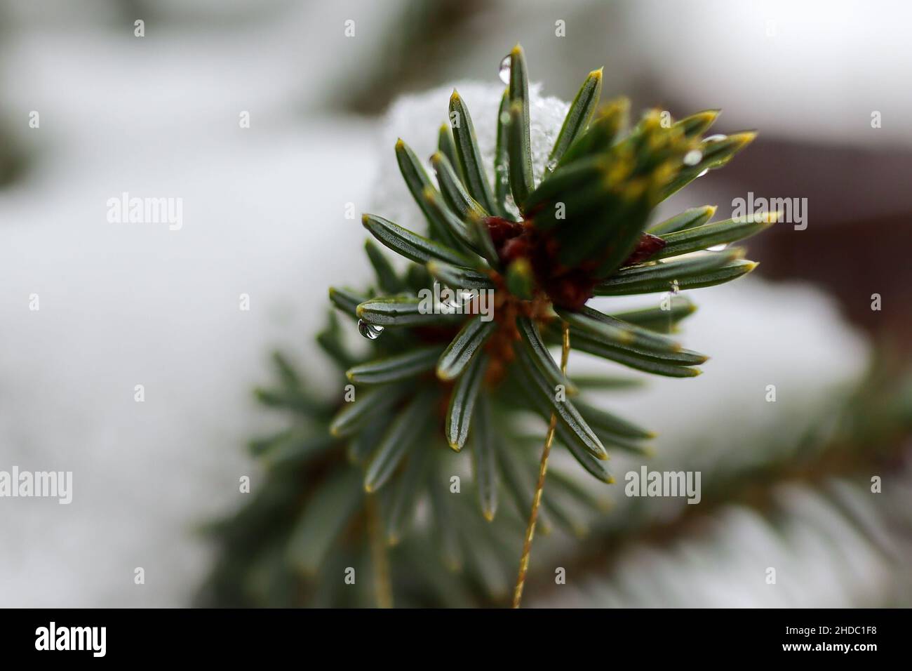 Nahaufnahme der Fichtennadel mit Wassertropfen während der Wintersaison. Detail des Nadelbaums im Freien. Stockfoto
