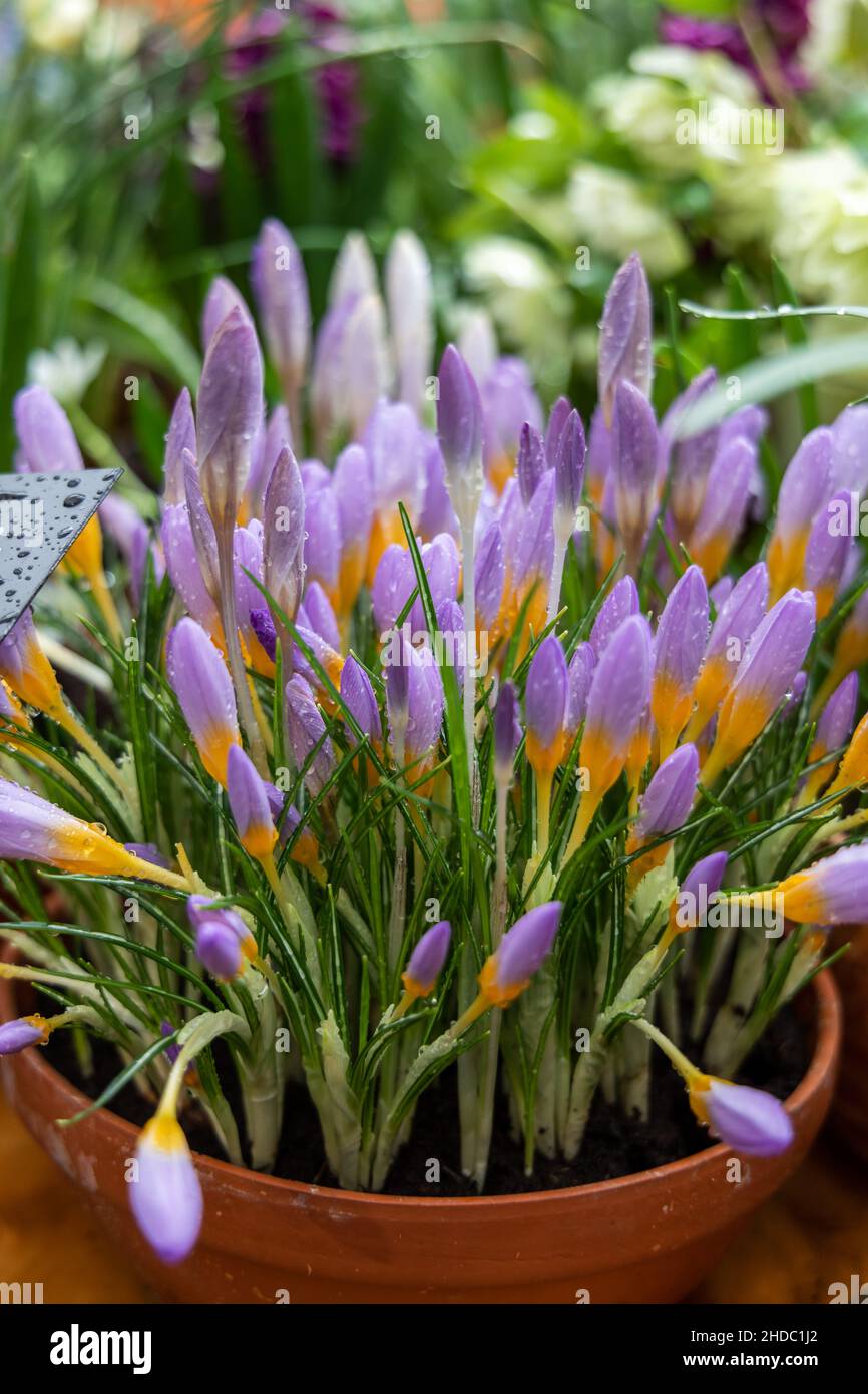 Crocus Fire Fly blüht im Frühling im Garten Stockfoto