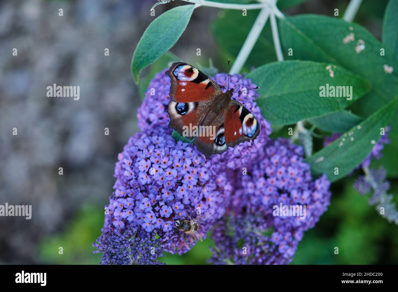 Aglais io, der europäische Pfau, der allgemein als Pfauenschmetterling bekannt ist, ernährt sich an einem sonnigen Tag am Sommerflieder, Schmetterlingsbusch oder Buddleja davidii. Stockfoto