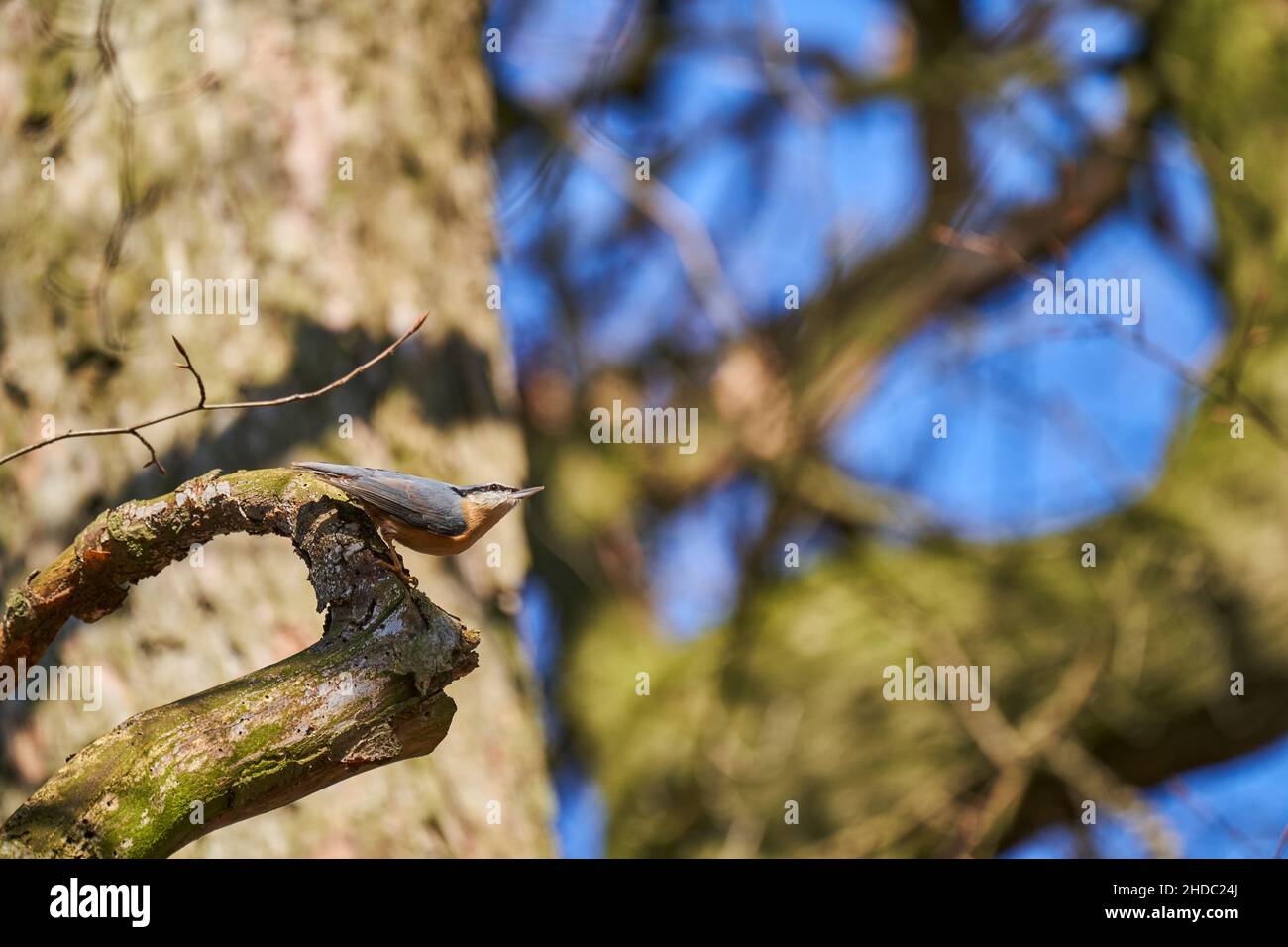 Der eurasische Nuthatch oder Holznuthatch, Sitta europae, ist ein kleiner Singvögel Kurzschwanzvögel mit einem langen Schnabel, blaugrauen Oberteilen und einem schwarzen Stockfoto
