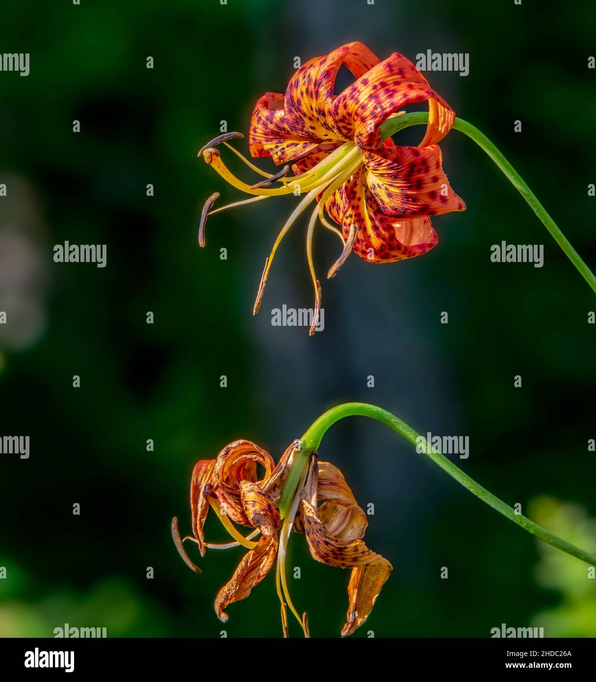 Große orange Tiger Lily Blume, wächst in den Bergen von North Carolina Stockfoto