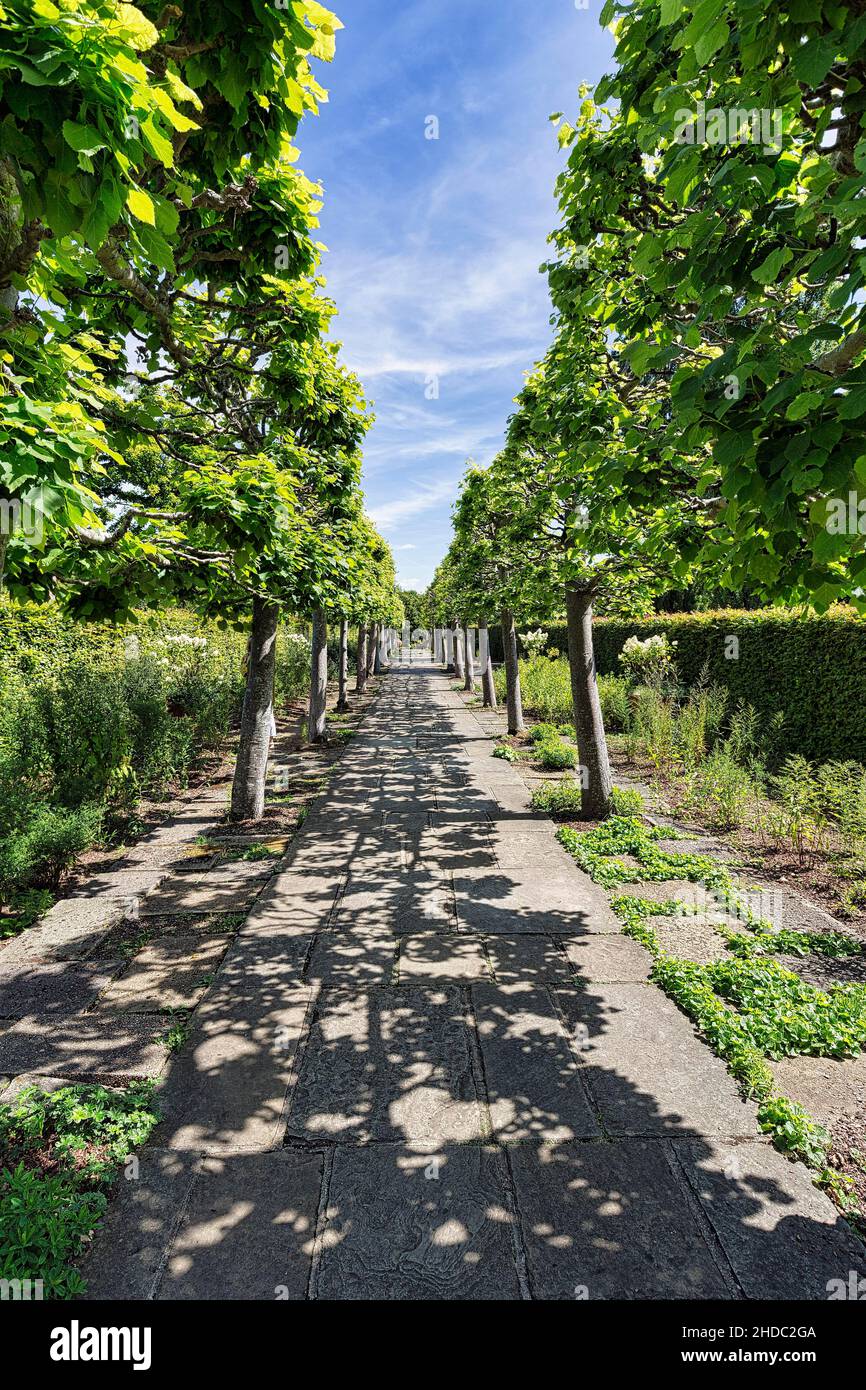 Fußweg durch die Lindenallee (Tilioideae), formeller Lindenwalk, Lime Walk, entworfen von Harold Nicholson, Sissinghurst Castle and Garden, Cranbrook Stockfoto