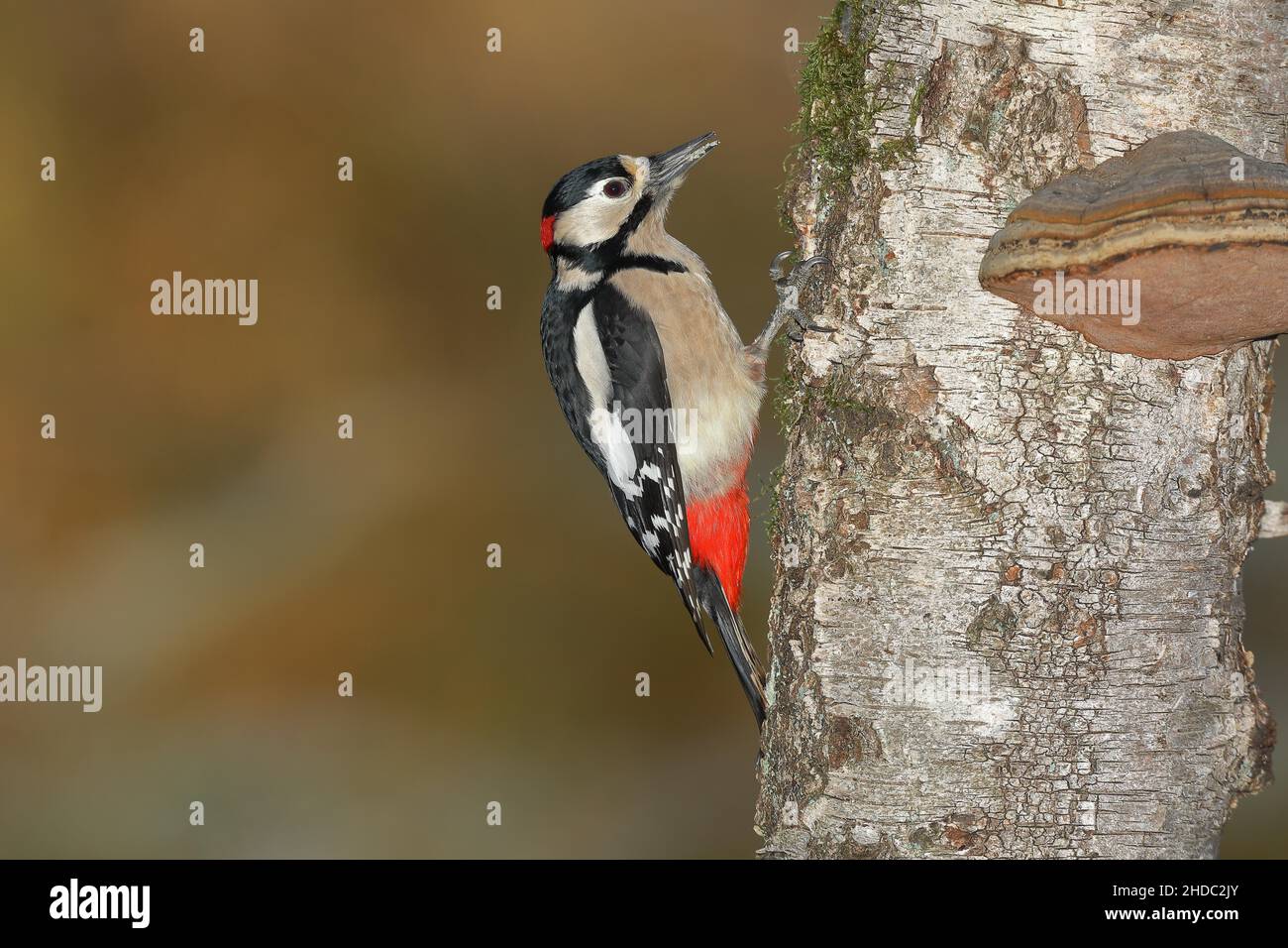 Buntspecht (Dendrocopos major) Männchen, am Stamm einer Birke (Betula) mit Zunder-Pilz (Fomes fomentarius), Nordrhein-Westfalen Stockfoto