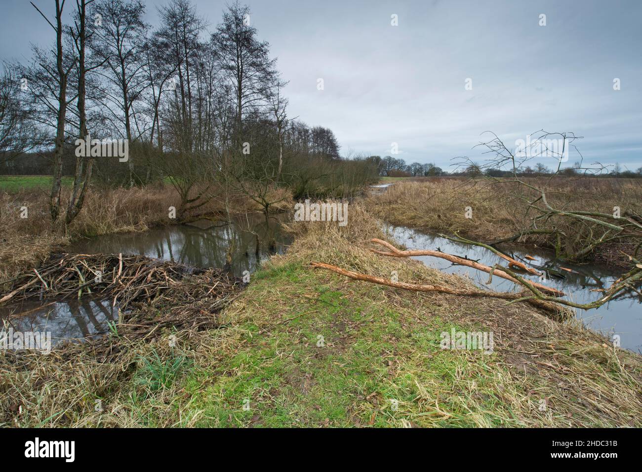 Biberhütte mit Staudamm, Emsland, Niedersachsen, Deutschland, Europa Stockfoto