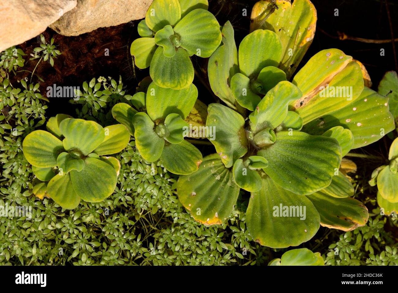 39+ Pistia Stratiotes Teich, Selbst für miniteiche und balkonteiche