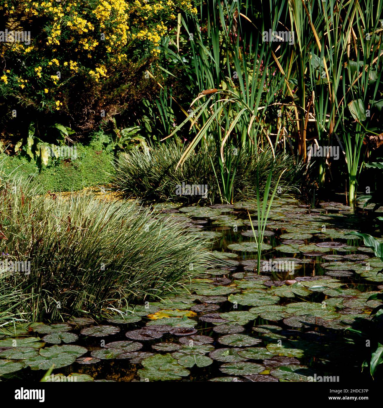 Gartenteich mit Seerosen und RohrkolbenBullush (Typha latifolia